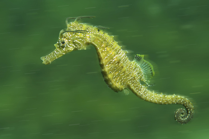 Short-snouted Seahorse (Hippocampus hippocampus), Black Sea, Crimea, Russia, Europe