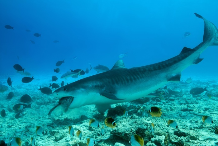 Tiger Shark (Galeocerdo cuvier) eating tuna, Fuvahmulah Atoll, Indian Ocean, Maldives, Asia