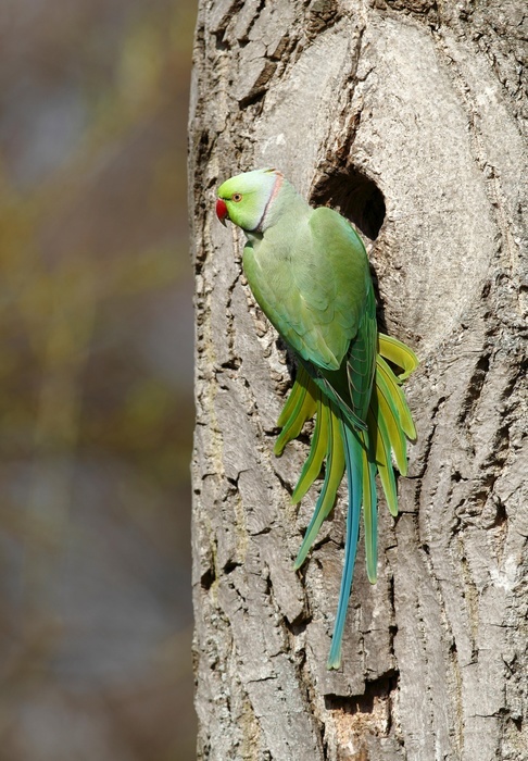 Rose-ringed Parakeet or Ring-necked Parakeet (Psittacula krameri) perched outside its tree hole in the palace park, Schlosspark Biebrich, Wiesbaden, Hesse, Germany, Europe