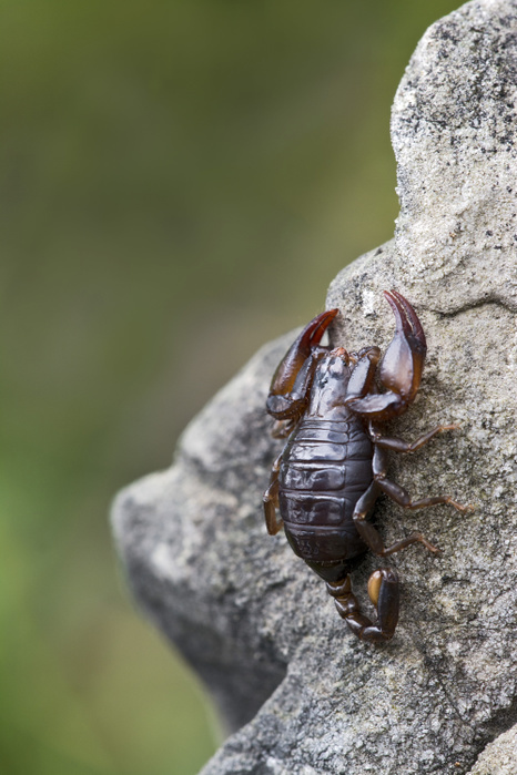 Small Wood Scorpion species (Euscorpius germanus), Tyrol, Austria, Europe