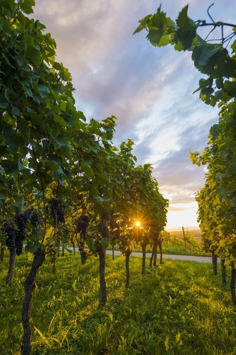 Germany Solar reflex, vineyard with red grapes, Kaiserstuhl, Baden W rttemberg, Germany, Europe