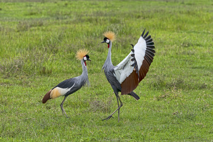 Grey Crowned Cranes (Balearica regulorum), Ngorongoro, Tanzania, Africa