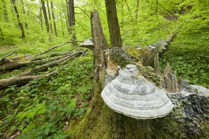 True Tinder Polypore fungus (Fomes fomentarius) at the base of the trunk of a dead and fallen Common Beech or European Beech (Fagus sylvatica), Hainich National Park, Thuringia, Germany, Europe