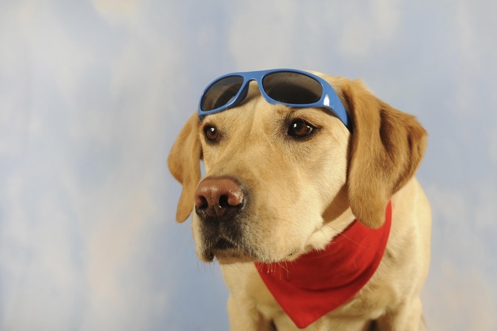Labrador Retriever, male, yellow, with scarf and sunglasses, animal portrait, studio shot