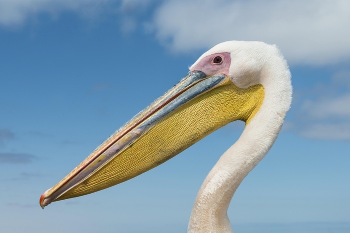 galah  Eolophus roseicapillus  Great White Pelican  Pelecanus onocrotalus , portrait, Walvis Bay, Namibia, Africa