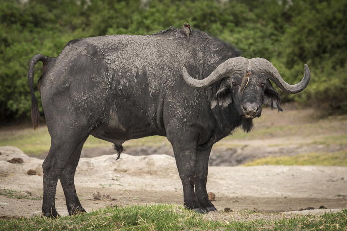 Cape buffalo (Syncerus caffer) with two Red-billed Oxpecker (Buphagus erythrorhynchus) on head and back, Chobe National Park, Botswana, Africa