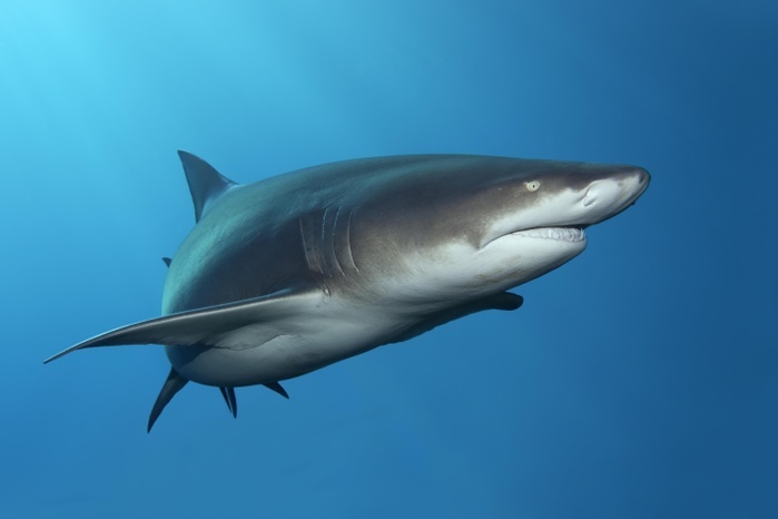 Sicklefin lemon shark (Negaprion acutidens) floats in the blue, Pacific Ocean, Moorea, Leeward Islands, Society Islands, French Polynesia, Oceania