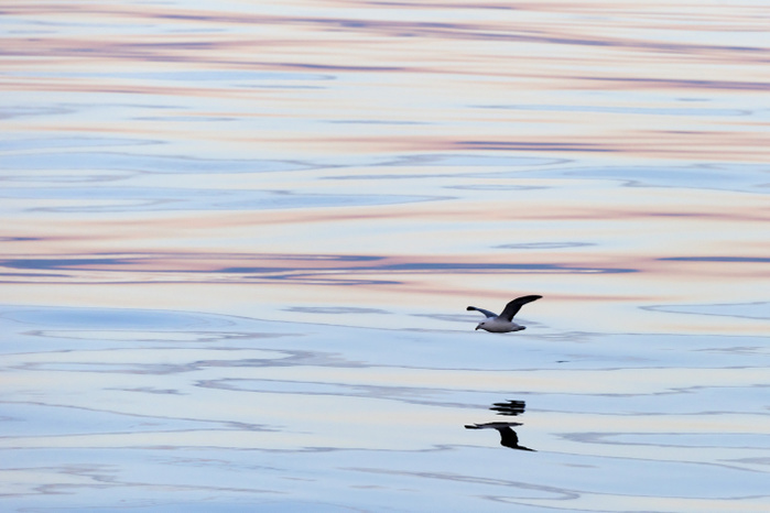 Northern Fulmar (Fulmaris glacialis) in flight, clouds and an evening sky reflected in the sea, Greenland, North America