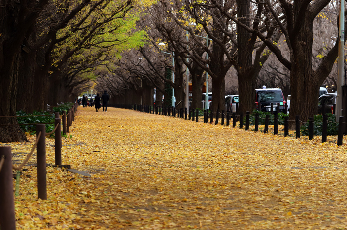 Jingu Gaien Strawberry Carpet December 13, 2018, Tokyo, Japan   People walk on a yellow ginkgo carpet at Jingu gaien park in Tokyo on Thursday, December 13, 2018. Pedestrinas stroll on the yellow fallen leaves of some 150 ginkgo trees at an early winter day.     Photo by Yoshio Tsunoda AFLO  LWX  ytd 