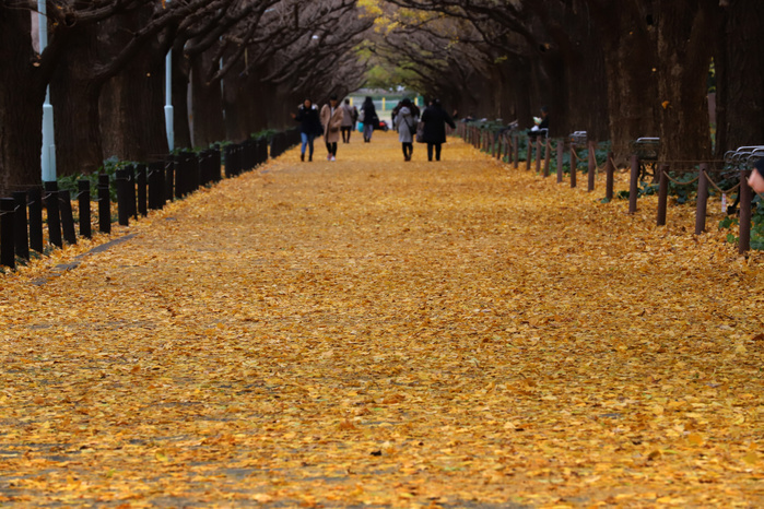 Jingu Gaien Strawberry Carpet December 13, 2018, Tokyo, Japan   People walk on a yellow ginkgo carpet at Jingu gaien park in Tokyo on Thursday, December 13, 2018. Pedestrinas stroll on the yellow fallen leaves of some 150 ginkgo trees at an early winter day.     Photo by Yoshio Tsunoda AFLO  LWX  ytd 