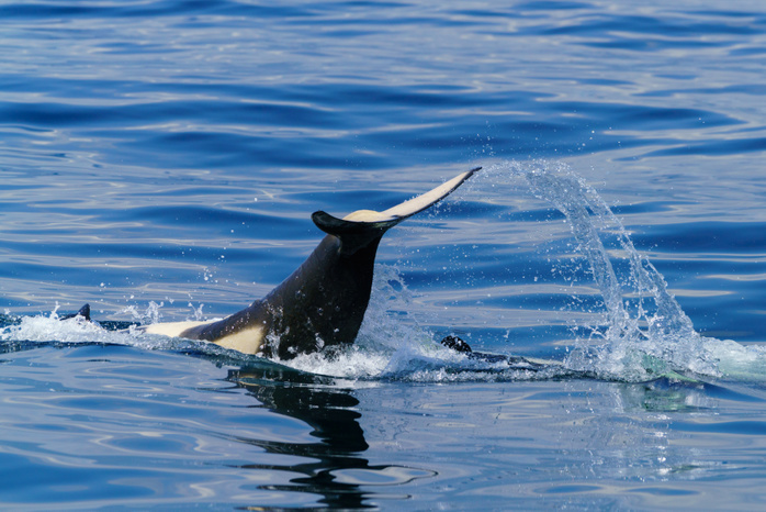 Orca tail-slapping in Shiretoko Rausu, Hokkaido
