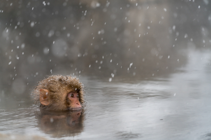Japanese macaque monkey bathing in a hot spring in Jigokudani, Nagano Prefecture