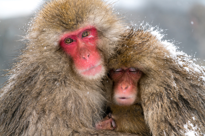 Jigokudani, Nagano Prefecture Japanese macaque parent and offspring