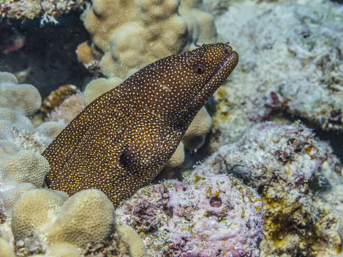 A Whitemouth Moray Eel (Gymnothorax meleagris) emerges from its coral reef lair off the Kona coast; Island of Hawaii, Hawaii, United States of America, Photo by Thomas Kline