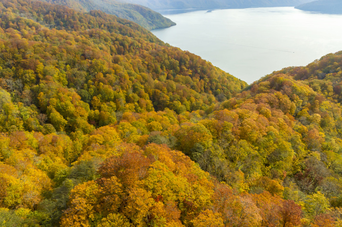 Beech Autumn Leaves Lake Towada Towada Hachimantai National Park From the sky above Hatsuari Pass