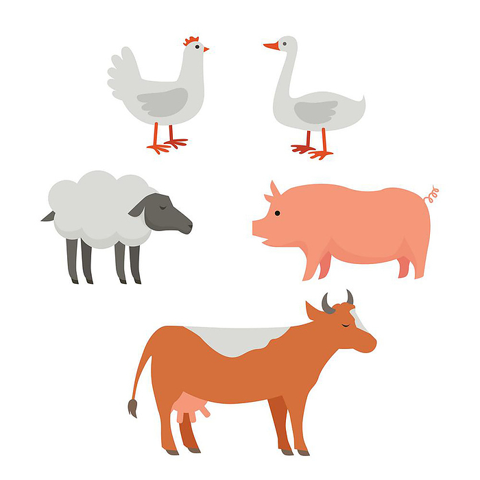 Set of domestic animals illustrations. Vector in flat style design. Country inhabitants concept. Picture for farming, animal husbandry, milk, meat and wool production companies. Isolated on white. . Set of Domestic Animals Flat Design Vector.