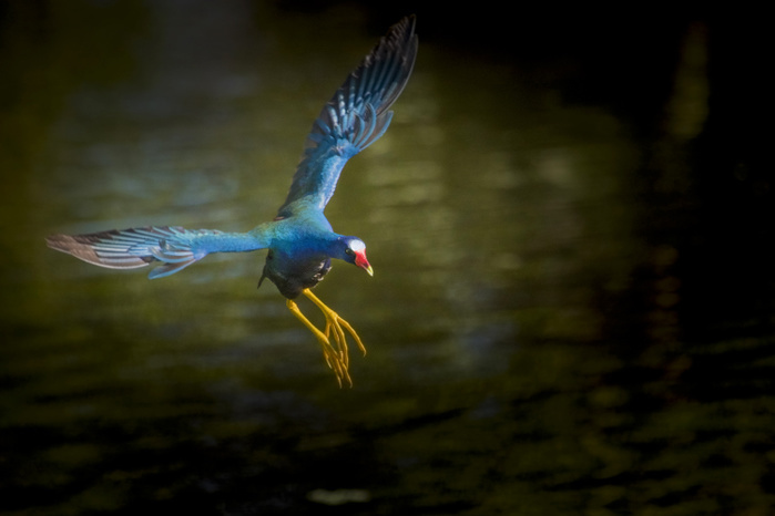 America Florida Birds Wakodahatchee Wetlands