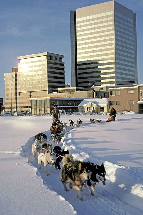 Musher rides in downtown Anchorage Alaska Southcentral Winter
