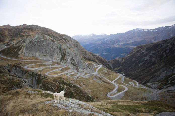A Spanish Waterdog standing on the Gotthard Pass, Switzerland