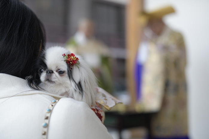 JAPAN LIFESTYLE CULTURE FESTIVAL SETSUBUN TOKYO, JAPAN   FEBRUARY 3: People carry their beloved pets to pray for good health in Zojoji Temple in Tokyo on Feb. 3, 2019 to observe the annual Mamemaki or the bean scattering ceremony. The ritual ceremony, observed at temples and shrines throughout the country, is believed by Japanese to drive out the demons of misfortune and it is considered as the harbinger of spring.  Photo: Richard Atrero de Guzman Aflo 