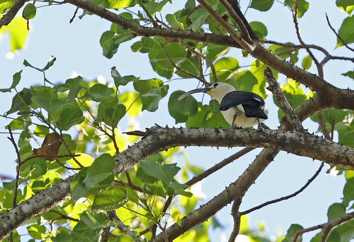 Sickle-billed Vanga (Falculea palliata) adult perched in canopy, Madagascan endemic Ampijoroa Forest Station, Ankarafantsika Reserve, Madagascar November Photo by Neil Bowman