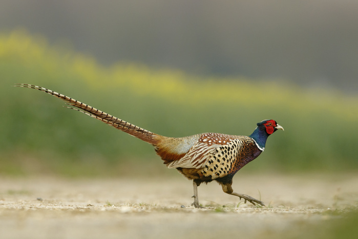 Common Pheasant (Phasianus colchicus) adult male, crossing farm track,South Norfolk, UK. March. Photo by Simon Litten