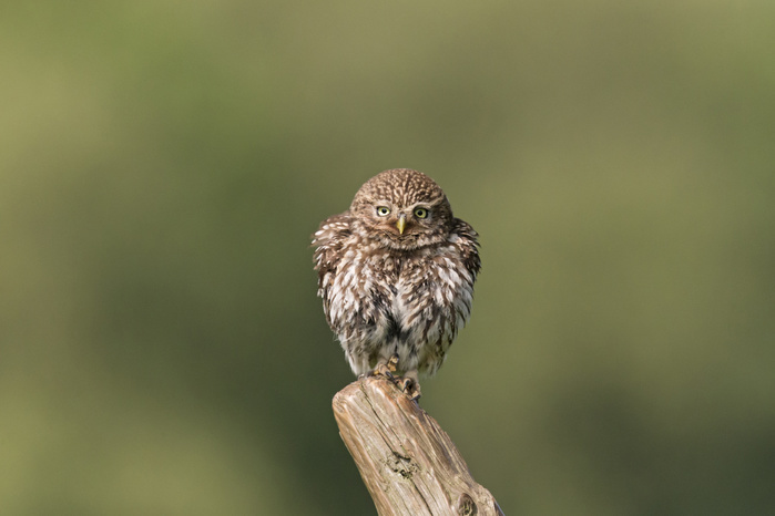 Little Owl (Athene noctua) adult, perched on post with fluffed out feathers, Suffolk, England, UK, June Photo by Paul Sawer