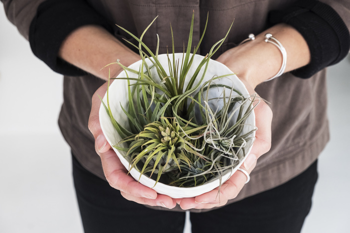 High angle close up of woman holding plant pot with a selection of air plants. Close up of three air plants on white background.
