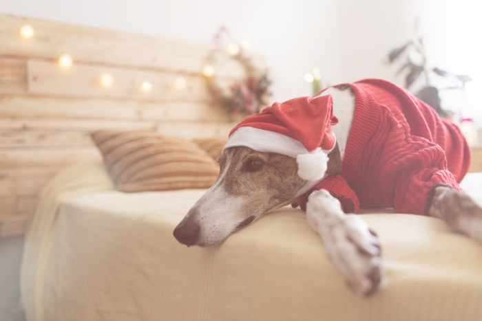 Greyhound lying on bed wearing red pullover and Santa hat Greyhound lying on bed wearing red pullover and Santa hat