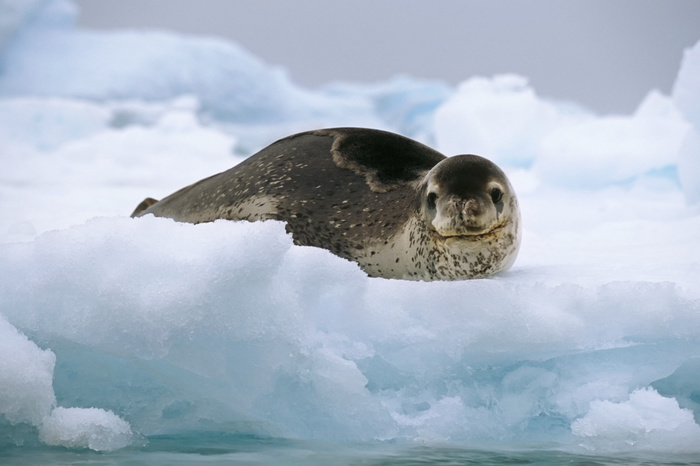 Leopard Seal Laying On Ice Pack Antarctica Summer, Photo by Tom Soucek
