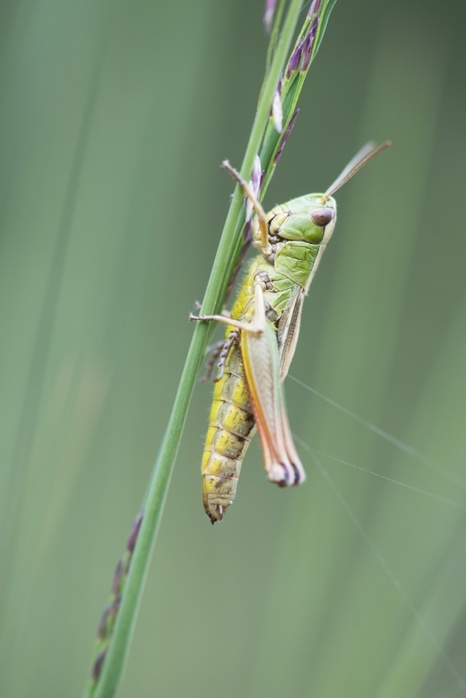 Meadow grasshopper (Chorthippus parallelus) on a blade of grass, Emsland, Lower Saxony, Germany, Europe, Photo by Erhard Nerger