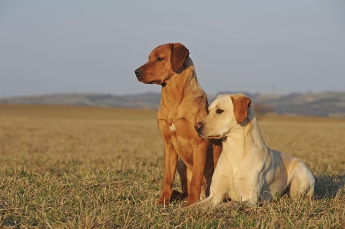 Labrador Retriever, yellow, two males sitting next to each other in meadow, Photo by Anni Sommer