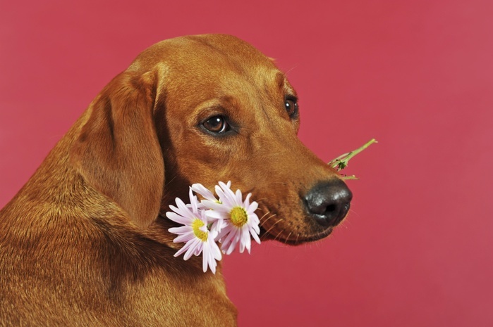 Labrador Retriever, yellow, bitch, holds pink flower in mouth, Austria, Europe, Photo by Anni Sommer