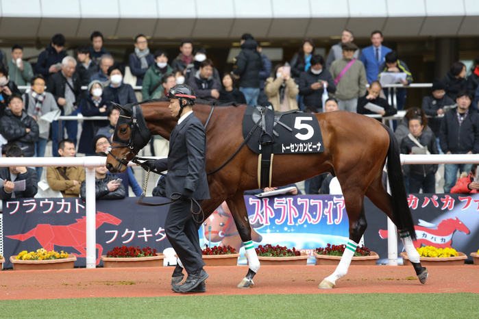 2019 Almeria Prize Tosen Cambina, MARCH 3, 2019   Horse Racing : Tosen Cambina is led through the paddock before the Hanshin 8R Armeria Sho at Hanshin Racecourse in Hyogo, Japan.  Photo by Eiichi Yamane AFLO 