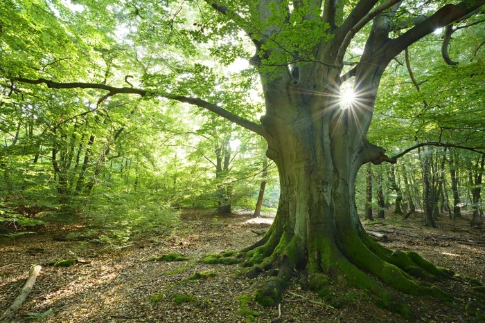 Germany Sun ray shining through huge old mossy beech  Fagus sp.  tree in former wood pasture, Reinhardswald, Sababurg, Hesse, Germany, Europe, Photo by Andreas Vitting