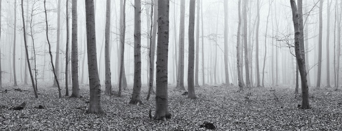 Kellerwald Edersee National Park, Germany Bare beech forest in fog, Kellerwald Edersee National Park, Hesse, Germany, Europe, Photo by Andreas Vitting