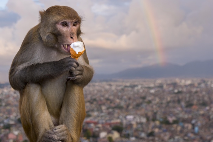 Rhesus macaque (Macaca mulatta) eating ice cream at Swayambhunath Temple, view of houses in city, rainbow behind, Kathmandu, Kathmandu District, Nepal, Asia, Photo by Frank Bienewald