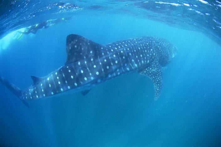 Whale Shark off Exmouth, Australia