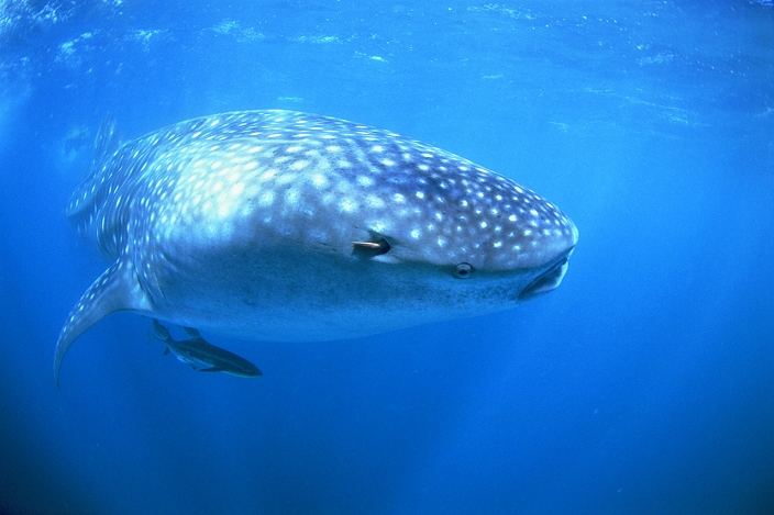Whale Shark and Pilot Fish off Exmouth, Australia