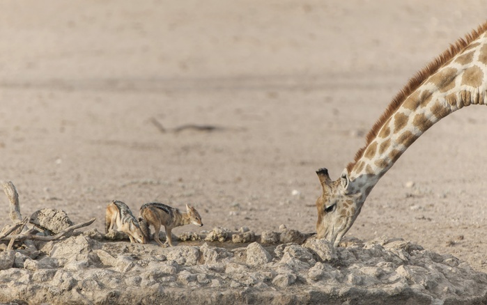 Giraffe (Giraffa camelopardalis) and black-backed jackal (Canis mesomelas) drinking at a waterhole, Kgalagadi Transfrontier Park, Northern Cape Province, South Africa, Africa, Photo by Matthias Graben