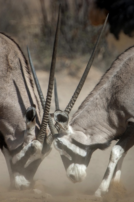 Two gemsboks (Oryx gazella) fighting, Kgalagadi Transfrontier Park, Northern Cape, South Africa, Africa, Photo by Matthias Graben