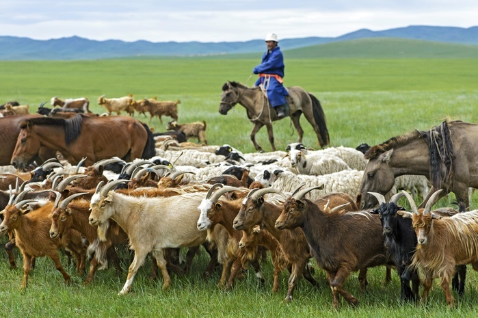 Mongolian nomad on horse, herding cashmere goats (Capra hircus laniger), Dashinchilen, Bulgan Aimag, Mongolia, Asia, Photo by Guenter Fischer