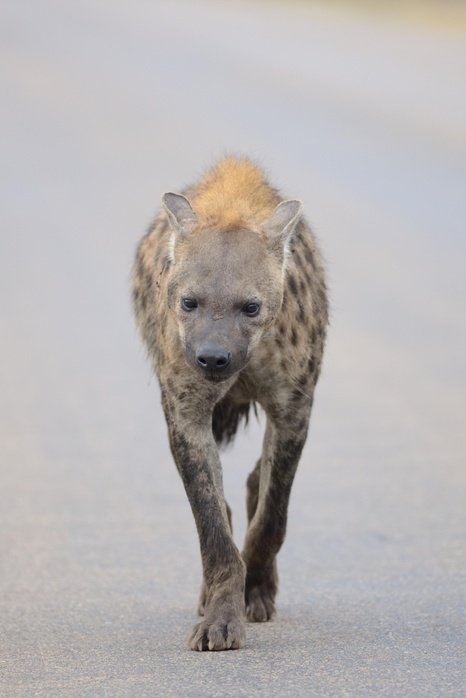 Spotted Hyena (Crocuta crocuta), walking on a tarred road, Kruger National Park, South Africa, Africa, Photo by Jean-François Ducasse