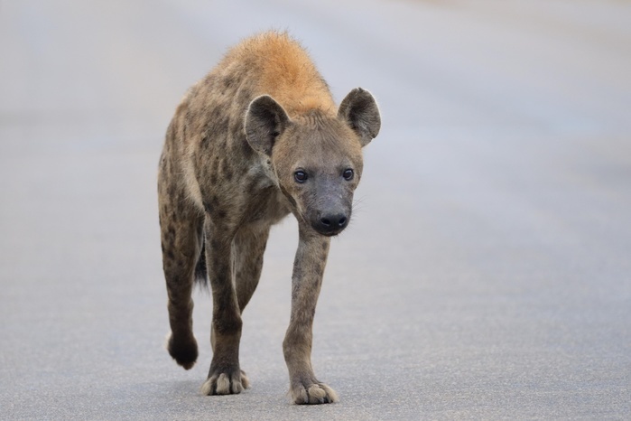 Spotted Hyena (Crocuta crocuta), walking on a tarred road, Kruger National Park, South Africa, Africa, Photo by Jean-François Ducasse