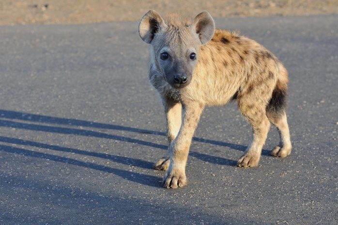 Spotted Hyena or Laughing Hyena (Crocuta crocuta) cub, standing on a tarred road, curious, early morning, Kruger National Park, South Africa, Africa, Photo by Jean-François Ducasse