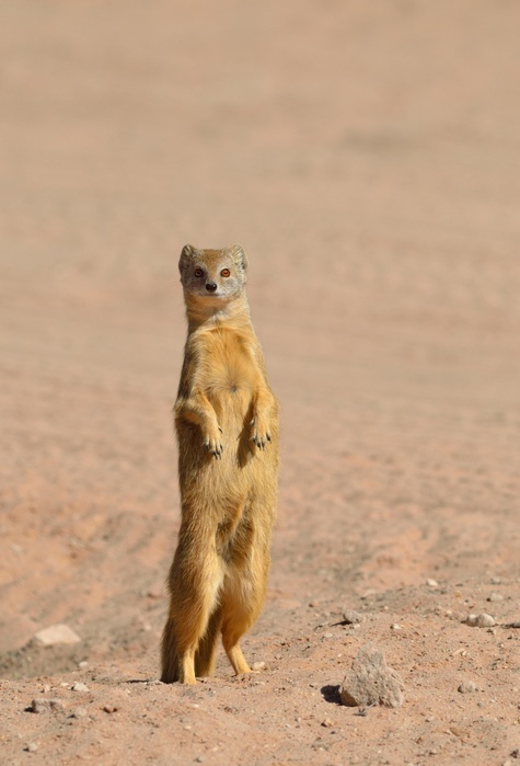 Yellow Mongoose (Cynictis penicillata), adult at the den, attentive, Kgalagadi Transfrontier National Park, Northern Cape, South Africa, Africa, Photo by Jean-François Ducasse