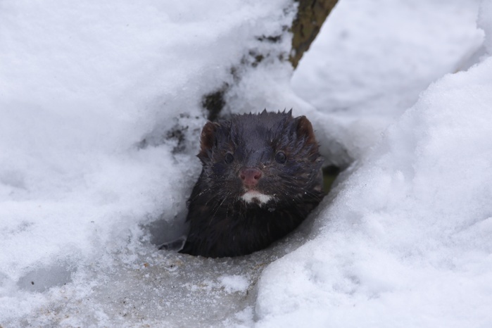 American Mink (Mustela vison, Neovison vison) looking out of ice hole, Middle Elbe Biosphere Reserve, Saxony-Anhalt, Germany, Europe, Photo by Volker Lautenbach