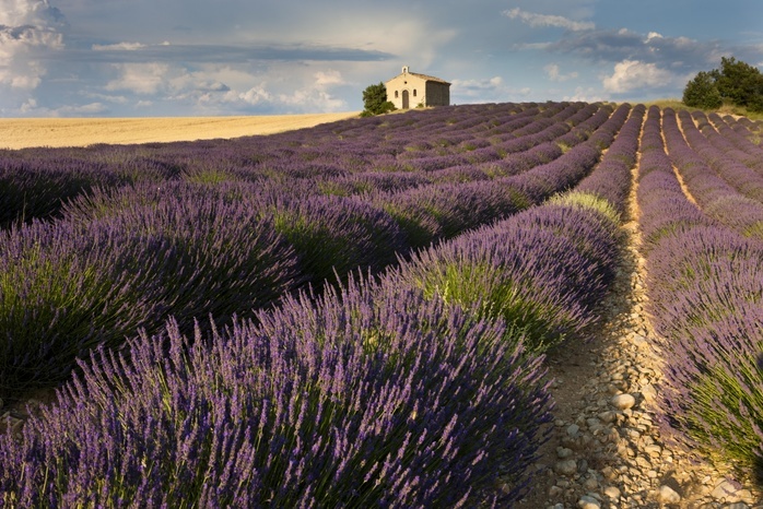 France Lavender  Lavandula angustifolia  field, chapel, Alpes de Haute Provence, Provence, Provence Alpes C te d Azur, France, Europe, Photo by Alessandra Sarti