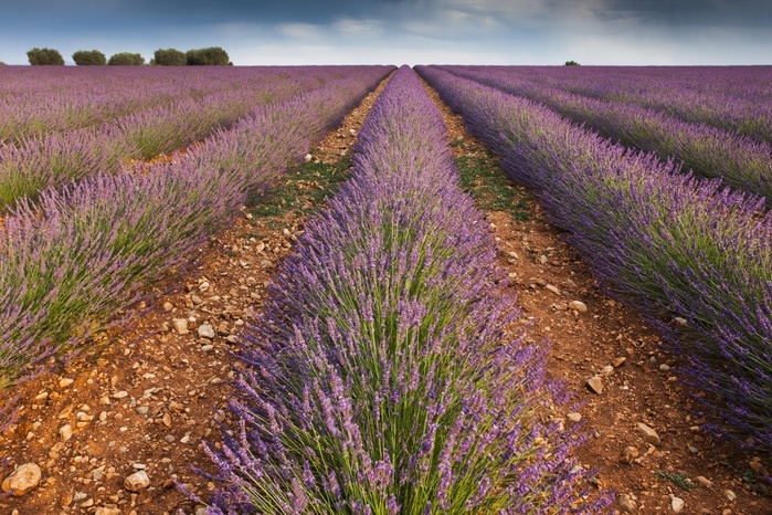 France Blooming lavender  Lavandula angustifolia  field, Plateau de Valensole, Alpes de Haute Provence, Provence Alpes C te d Azur, France, Europe, Photo by Alessandra Sarti
