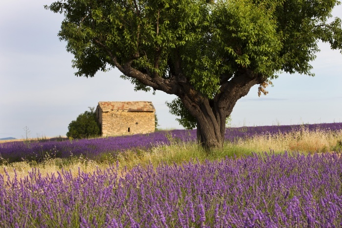 Blooming lavender (Lavandula angustifolia) field, stone house, Plateau de Valensole, Alpes-de-Haute-Provence, Provence-Alpes-Côte d'Azur, France, Europe, Photo by Alessandra Sarti